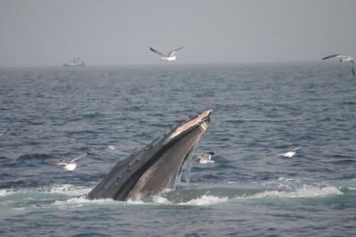Humpback Whale