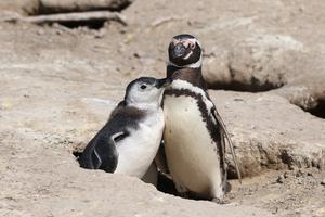 Magellanic penguin adult with chick