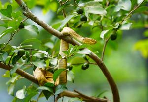 The complete genome of the golden lancehead reveals how genes responsible for venom toxins evolved