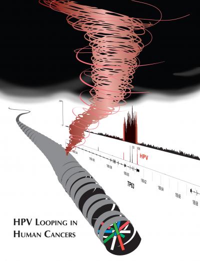 HPV Looping in Human Cancers