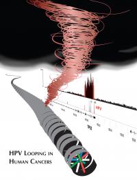HPV Looping in Human Cancers