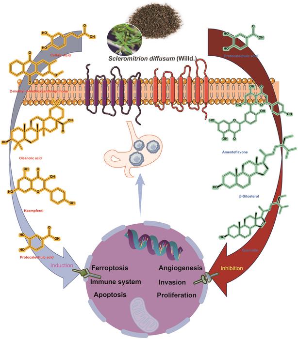Pharmacological Insights into Scleromitrion diffusum (Willd.) Against Gastric Cancer