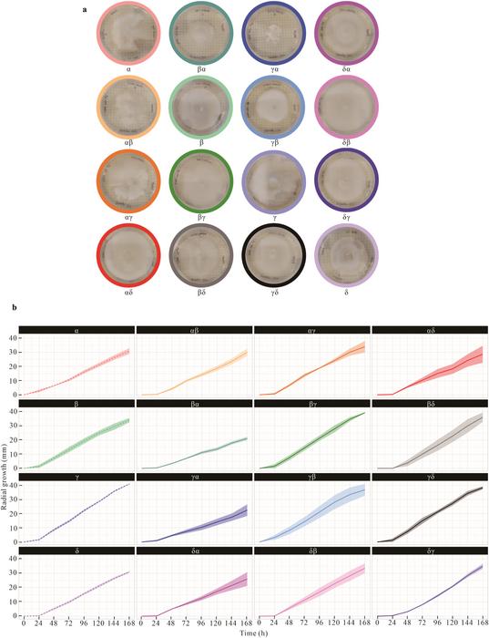 Splitting the difference: Genetically-tunable mycelial films using natural genetic variations in schizophyllum commune