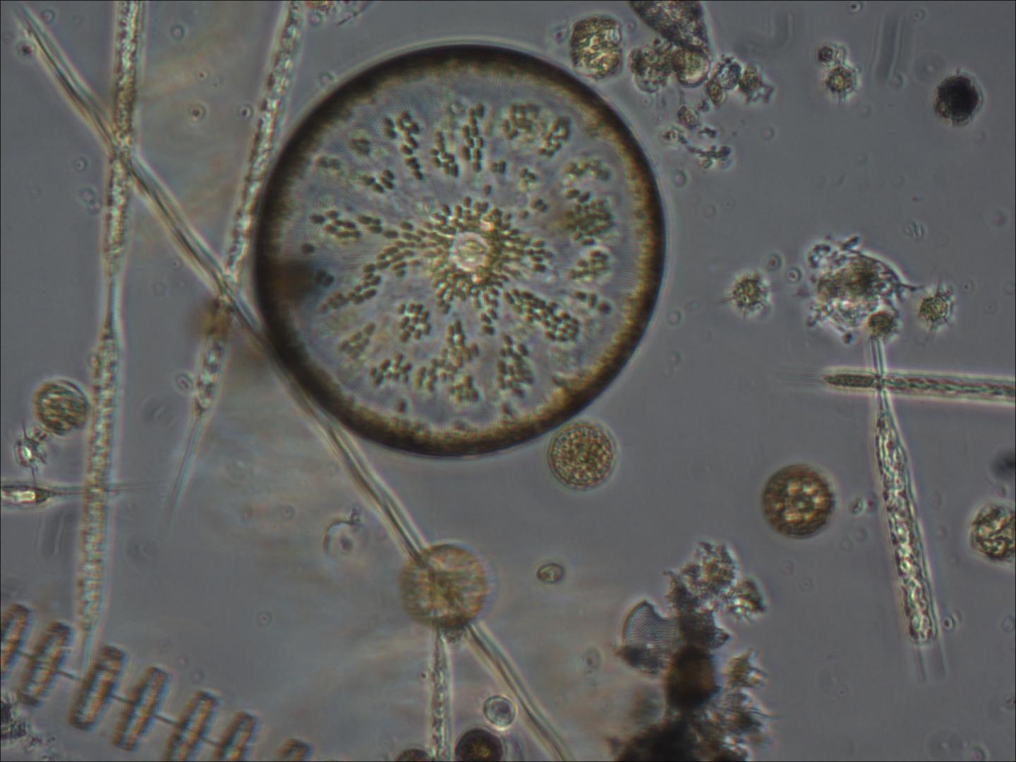 Diatoms
