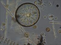 Diatoms