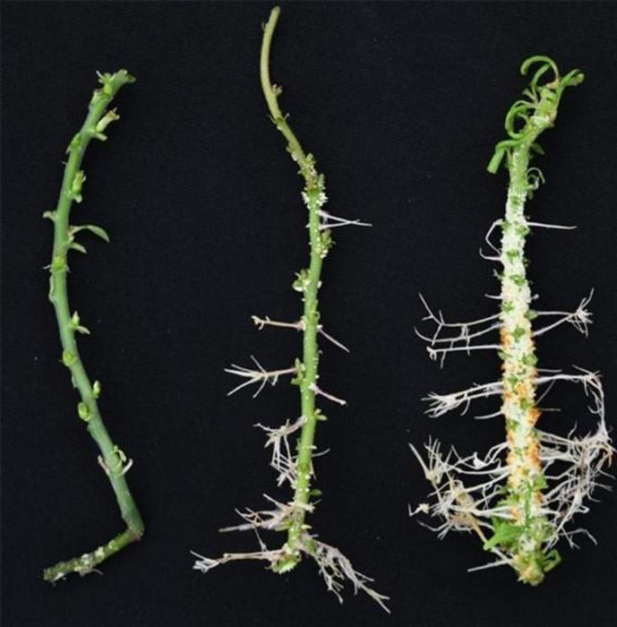 At the root of bulked-up plants