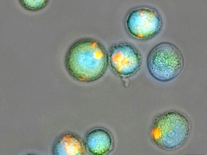 cells with intracellular gelation