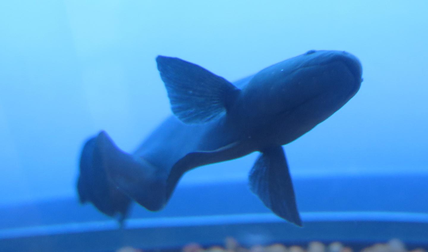 Gene Responsible for Electric Fish 'Spark' Found in South American Ghost Knifefish