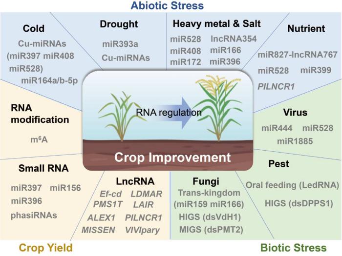 Application of RNA regulation in crop improvement