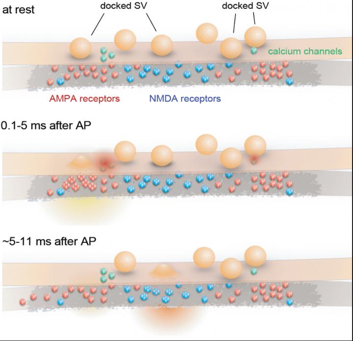 Activation of Synaptic Plasticity