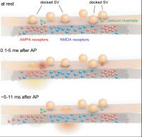 Activation of Synaptic Plasticity