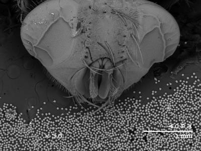 Scale of Titanium Powder Particles