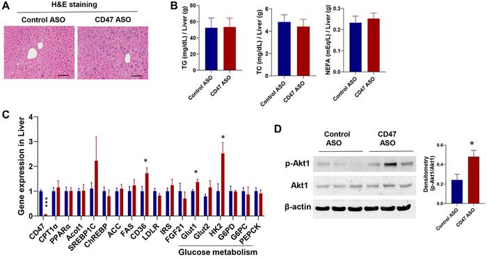 CD47 antisense oligonucleotide treatment improves glucose homeostasis and alleviates dyslipidemia in aged male mice