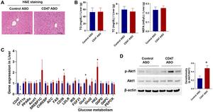 CD47 antisense oligonucleotide treatment improves glucose homeostasis and alleviates dyslipidemia in aged male mice