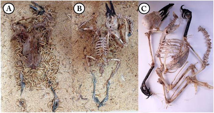 A practical and safe alternative method for skeletal cleaning for museum specimens using superworms (Zophobas morio)