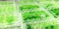 Cultures of Algae