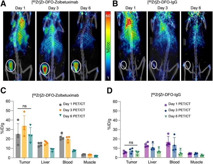 Evaluation of [89Zr]Zr-DFO-zolbetuximab PET specificity in mouse models of GCa over multiple time points.
