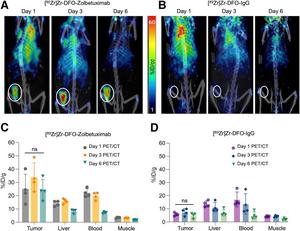 Evaluation of [89Zr]Zr-DFO-zolbetuximab PET specificity in mouse models of GCa over multiple time points.