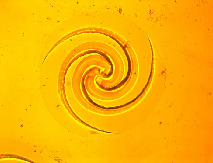 Logarithmic spiral