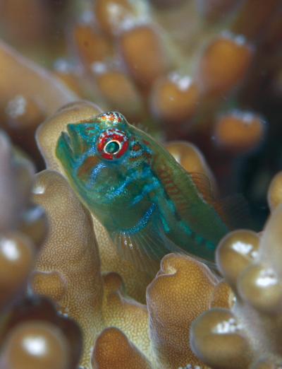 Mutualistic Fish (1 of 3)