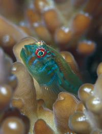 Mutualistic Fish (1 of 3)