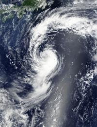 Terra Image of Molave