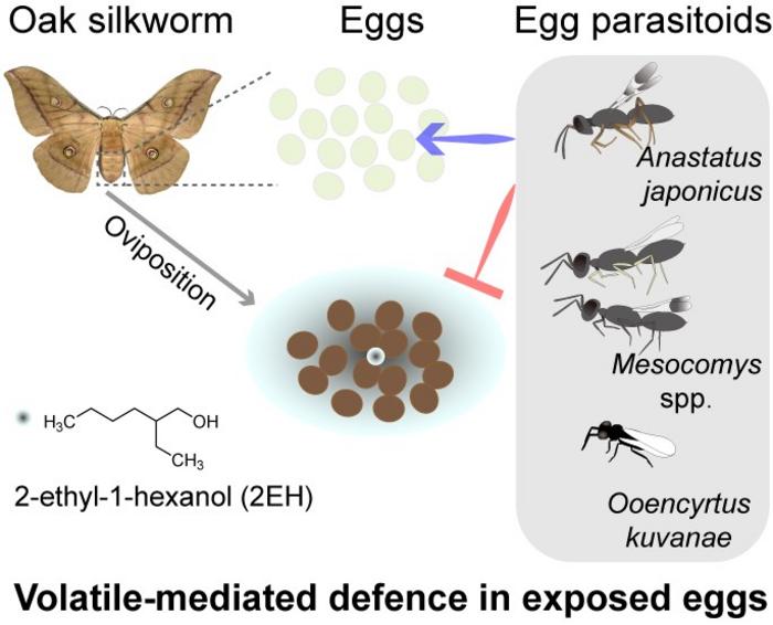 Oak silkworm eggs defend themselves with a volatile chemical