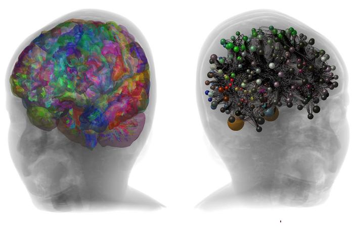 New ‘digital brain twin’ created using multimodal data provides anatomically accurate brain models which could be used in experimental and clinical settings