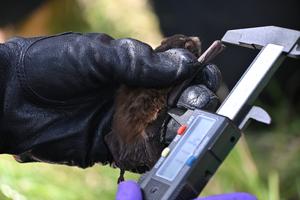 Measuring bat