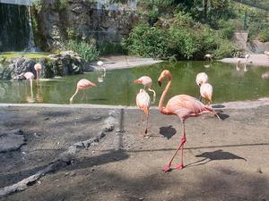 Flamingos