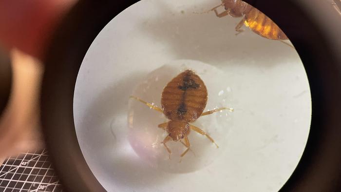 bed bug in the Choe lab