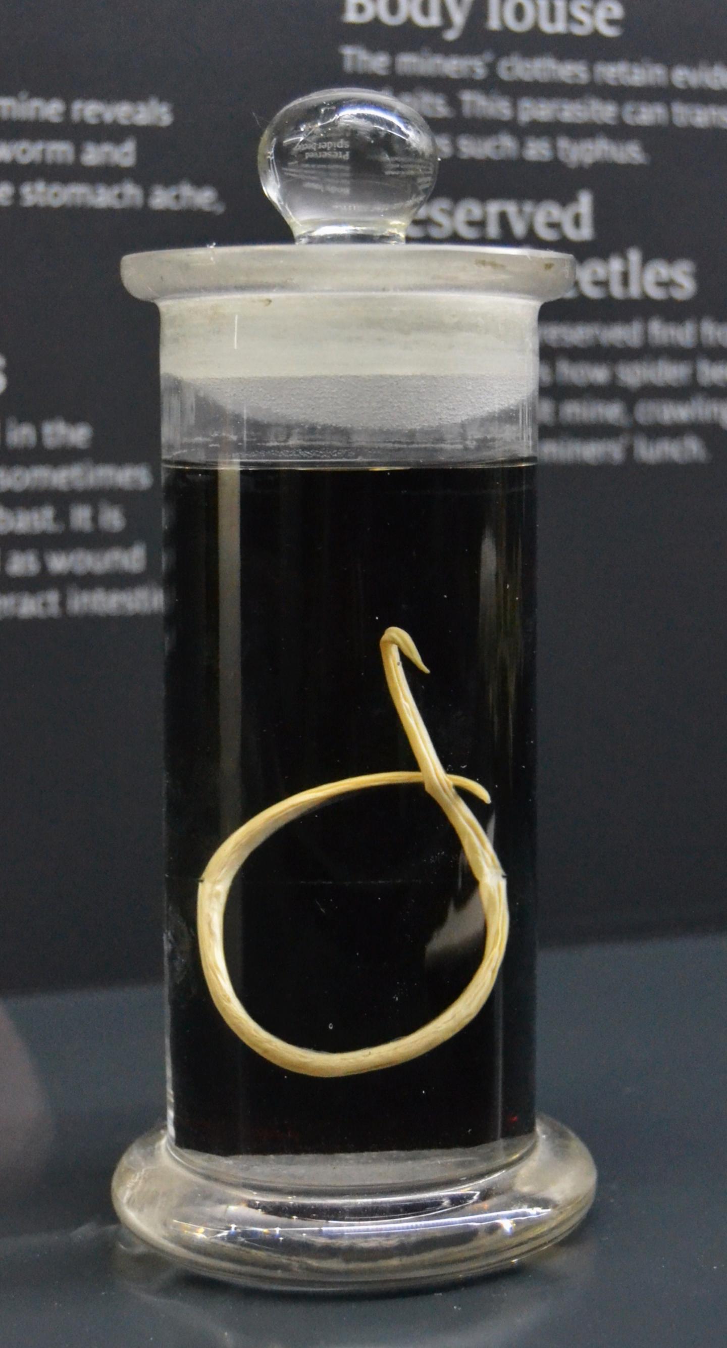 Adult <i>Toxocara canis</i>