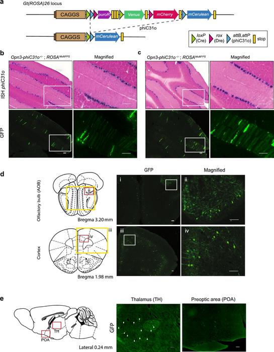 Recombination efficiency and Opn3 expression in Opn3-phiC31o KI mice brain.