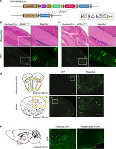 Recombination efficiency and Opn3 expression in Opn3-phiC31o KI mice brain.