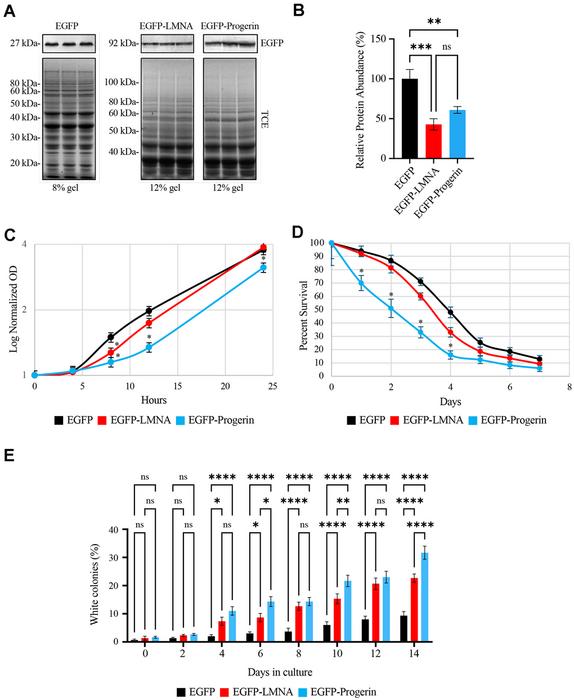 Modeling premature aging in yeast via the expression of Progerin
