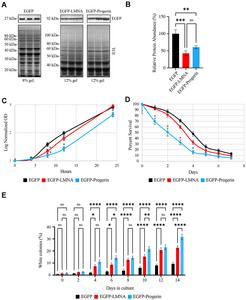 Modeling premature aging in yeast via the expression of Progerin