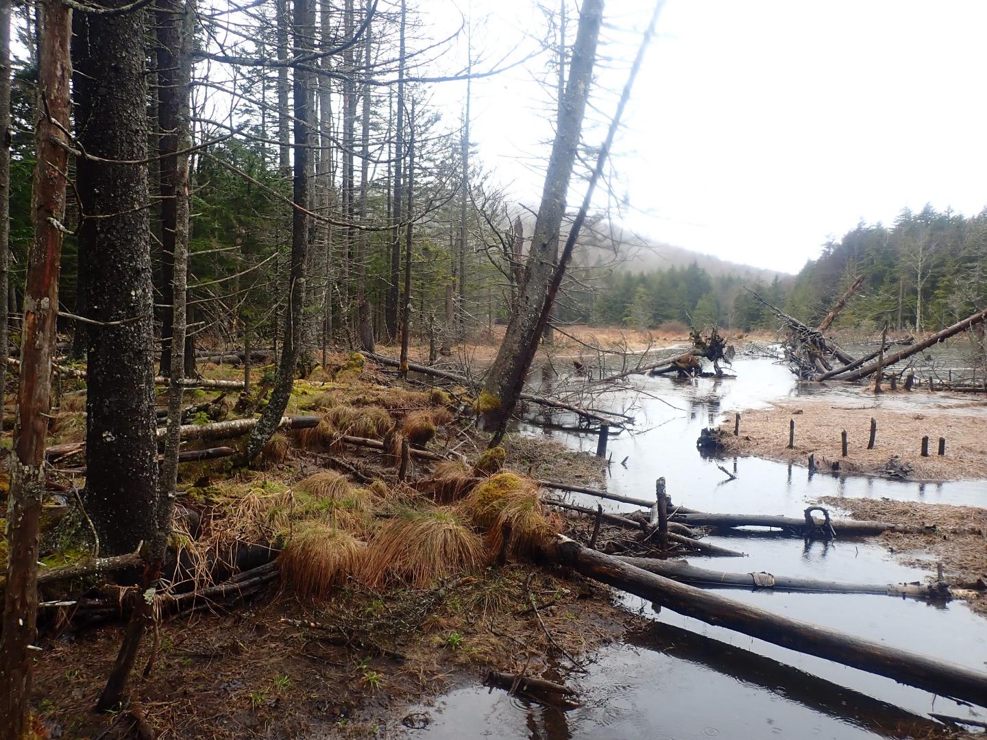 Wetlands