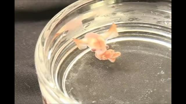 'Dumbo' Octopod Hatchling