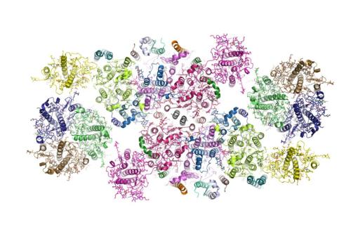 Spinach PSII-LHCII Supercomplex