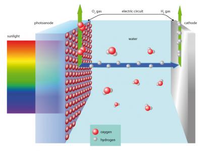 How the Moth's Eye Cell Produces Hydrogen