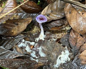 An ectomycorrhizal mushroom in Colombia