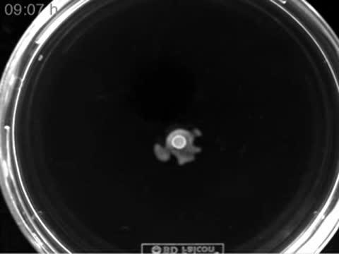 Swarming Assays