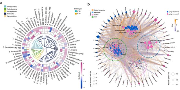 Aging is accompanied by widespread shifts in gut microbial abundance, and age-associated differential species are strongly correlated with host molecular signatures and phenotypes.