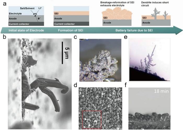 Dendrite formation stages and diverse morphologies
