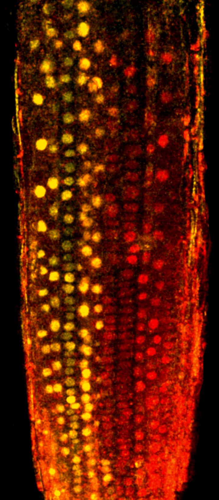 <i>Arabidopsis</i> Root