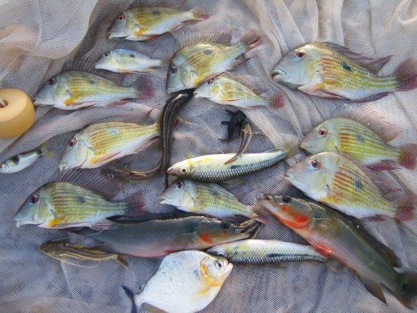 Variety of Fish