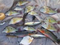 Variety of Fish