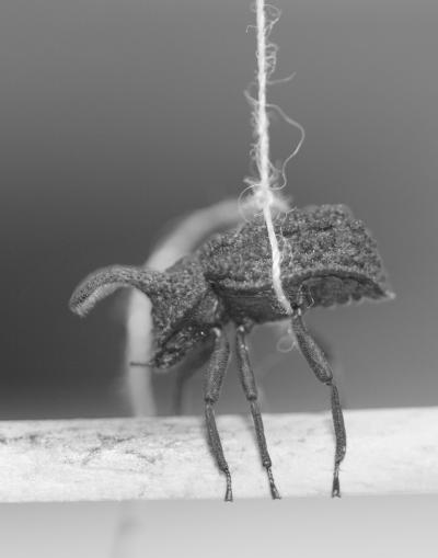 Beetle Mating