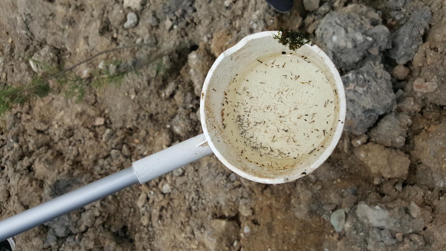 Collecting Mosquito Larvae