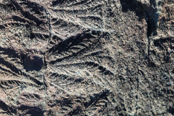 A lack of sex held back life’s diversity for millions of years